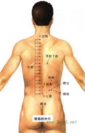 夾脊穴位位置圖-人體穴位查詢