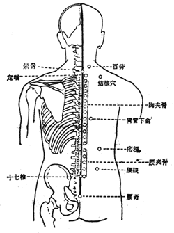 十七椎穴位位置圖-人體穴位查詢