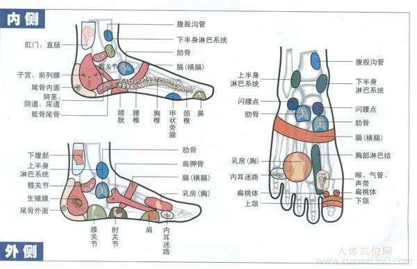 腳部?jī)?nèi)側(cè)外側(cè)反射區(qū)圖