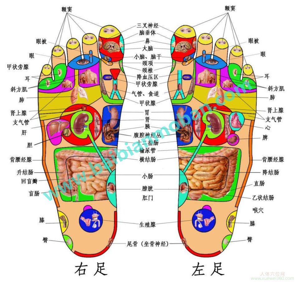 足反射區(qū)高清圖