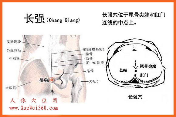 圖解長(zhǎng)強(qiáng)穴位位置圖