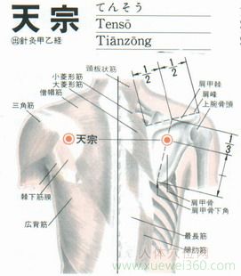 天宗穴位位置圖