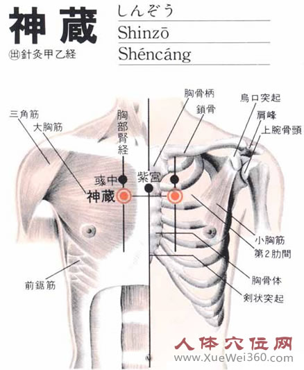 神藏穴生理解剖圖