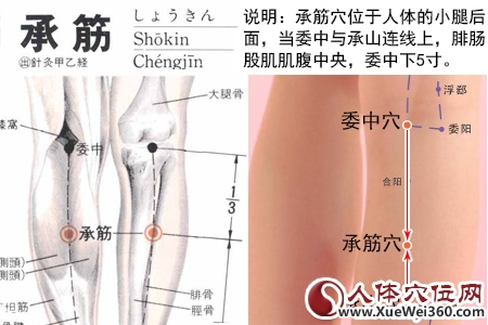 承筋穴的準確位置圖