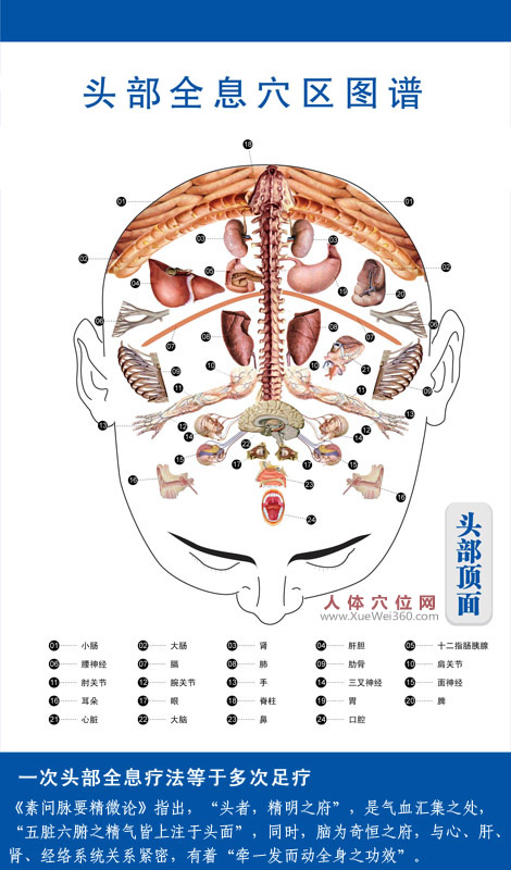 頭部全息穴區(qū)圖譜：頭部頂部