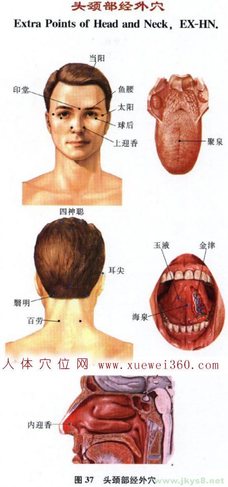 頭部經(jīng)外奇穴圖解