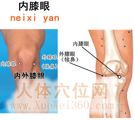 內(nèi)膝眼穴