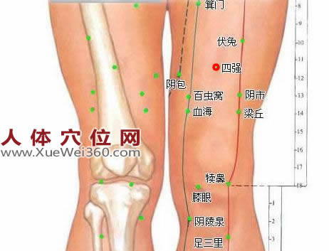 四強穴位位置圖