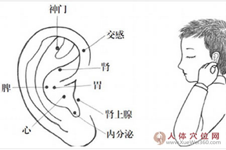 耳穴壓豆減肥法，小胖墩體型變標(biāo)準(zhǔn)