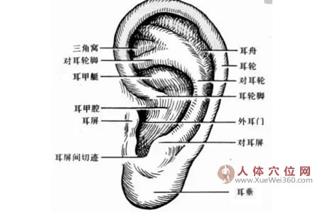 按摩耳朵的養(yǎng)生長壽法：揉耳朵能開竅、長壽