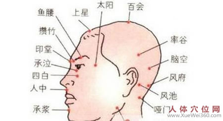 頭部穴位圖：百會穴、上星穴等