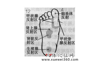 我用腳部穴位按摩法治甲狀腺病有良效