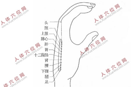 第二掌骨側(cè)穴位確定法與速診法